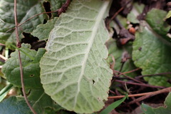 Primula vulgaris rubra