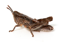 Austroicetes