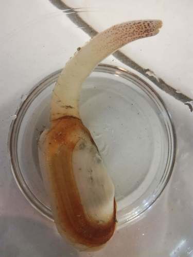 narrow otter shell