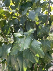 Pisonia subcordata