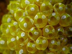 Pycnoclavella diminuta