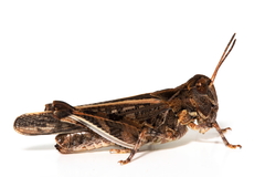 Austroicetes pusilla