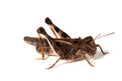 Austroicetes pusilla