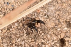Euophrys herbigrada