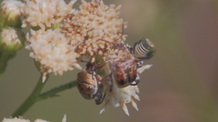 Penthobruchus germaini