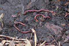 Lumbricus rubellus