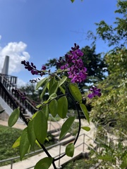 Securidaca diversifolia