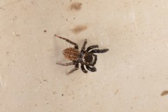 Euophrys herbigrada