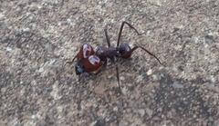 Atta laevigata