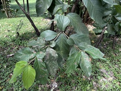Cordia sulcata