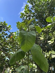 Cordia sulcata