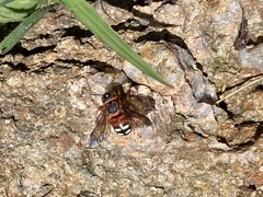 Epanthidium