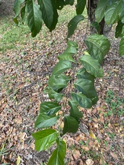 Prunus occidentalis