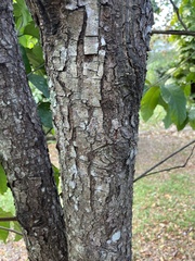 Prunus occidentalis