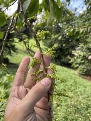 Prunus occidentalis