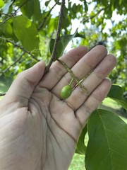 Prunus occidentalis