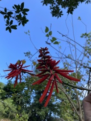 Erythrina eggersii