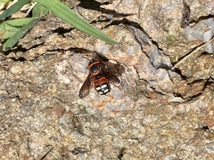 Epanthidium