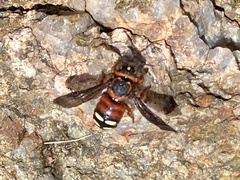 Epanthidium