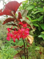 Begonia × albopicta
