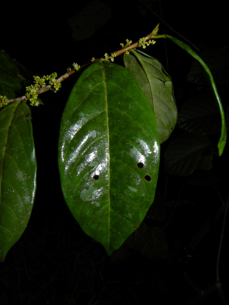 Dendrobangia boliviana