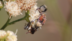 Penthobruchus germaini