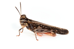 Austroicetes pusilla