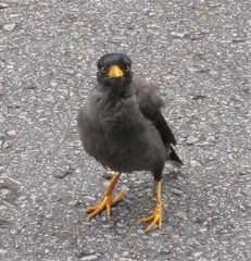 Acridotheres javanicus