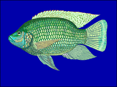 Black Tilapia photo 3