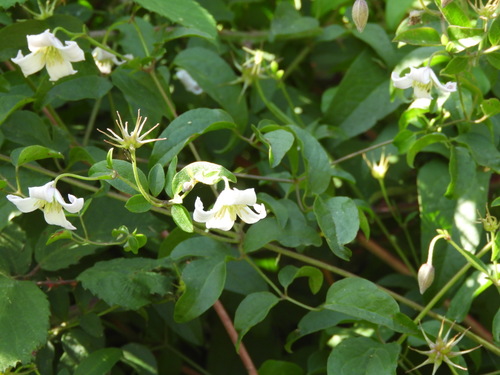Image of Bell-Flowered Clematis (Clematis campaniflora) by (c) Santiago Martín-Bravo, some rights reserved (CC BY)