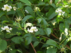 Clematis campaniflora