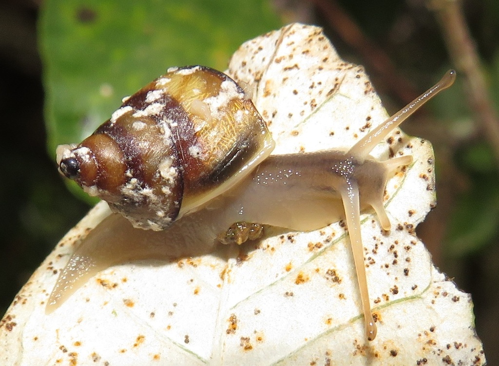 Bark Snails