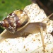 Bark Snails - Photo (c) magdastlucia, some rights reserved (CC BY-NC), uploaded by magdastlucia