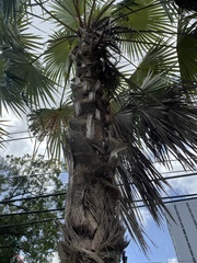 Coccothrinax barbadensis