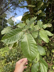 Ficus trigonata