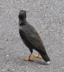 Acridotheres javanicus