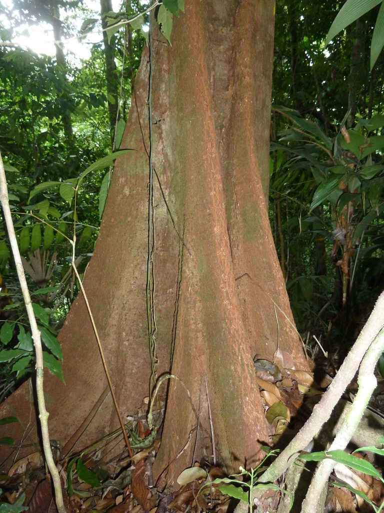 Dendrobangia boliviana (Dendrobangia boliviana)