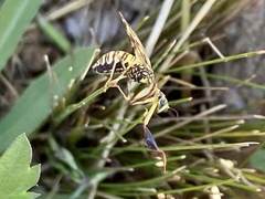 Paramantispa decorata