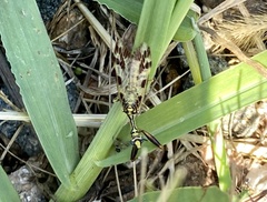 Paramantispa decorata