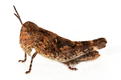 Austroicetes