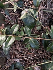 Vinca minor