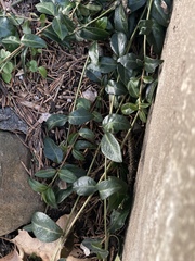 Vinca minor