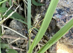 Paramantispa decorata