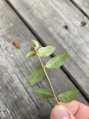 Vinca minor