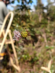 Araneus guttatus