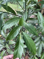 Nectandra hihua