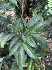 Nectandra hihua
