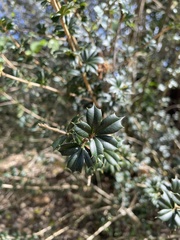 Trichilia triacantha