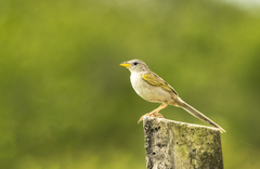 Emberizoides herbicola