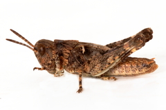 Austroicetes